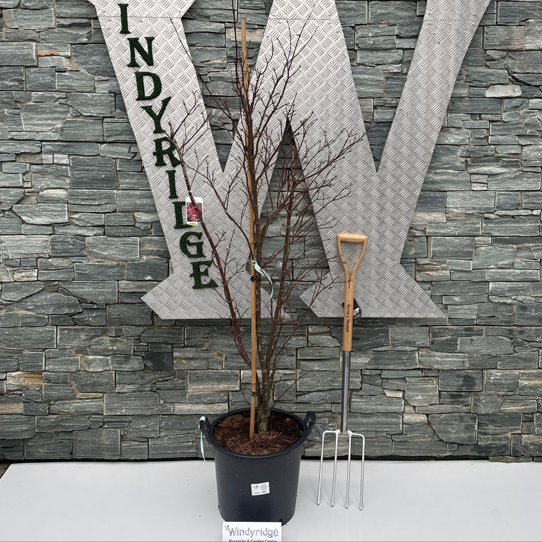 Acer Pal. Skeeters Broom 125-150 Cm C 30L Specim. - Trees - Windyridge Garden Centre