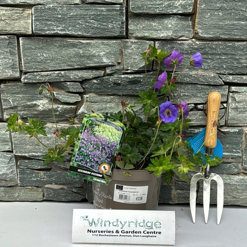 Geranium Rozanne Rp 3Ltr - Herbaceous - Windyridge Garden Centre