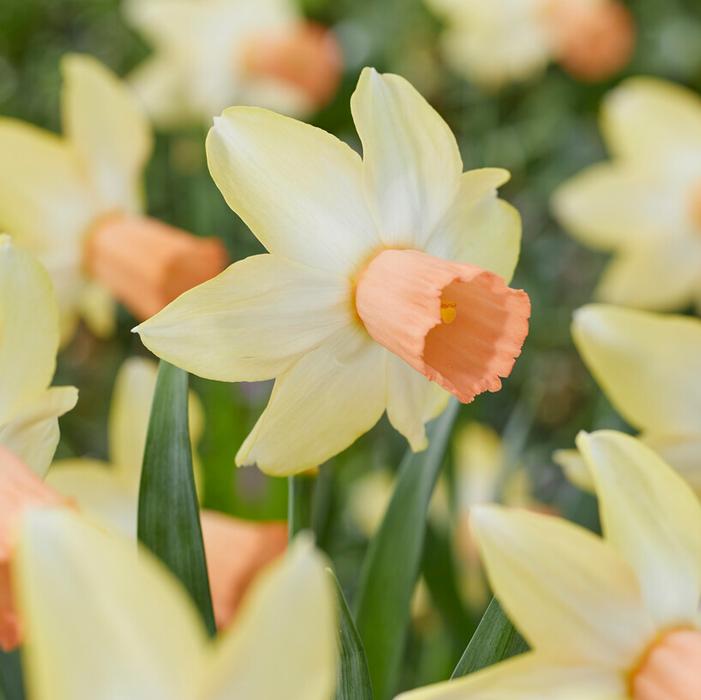 Narcissus Carice 5-pack