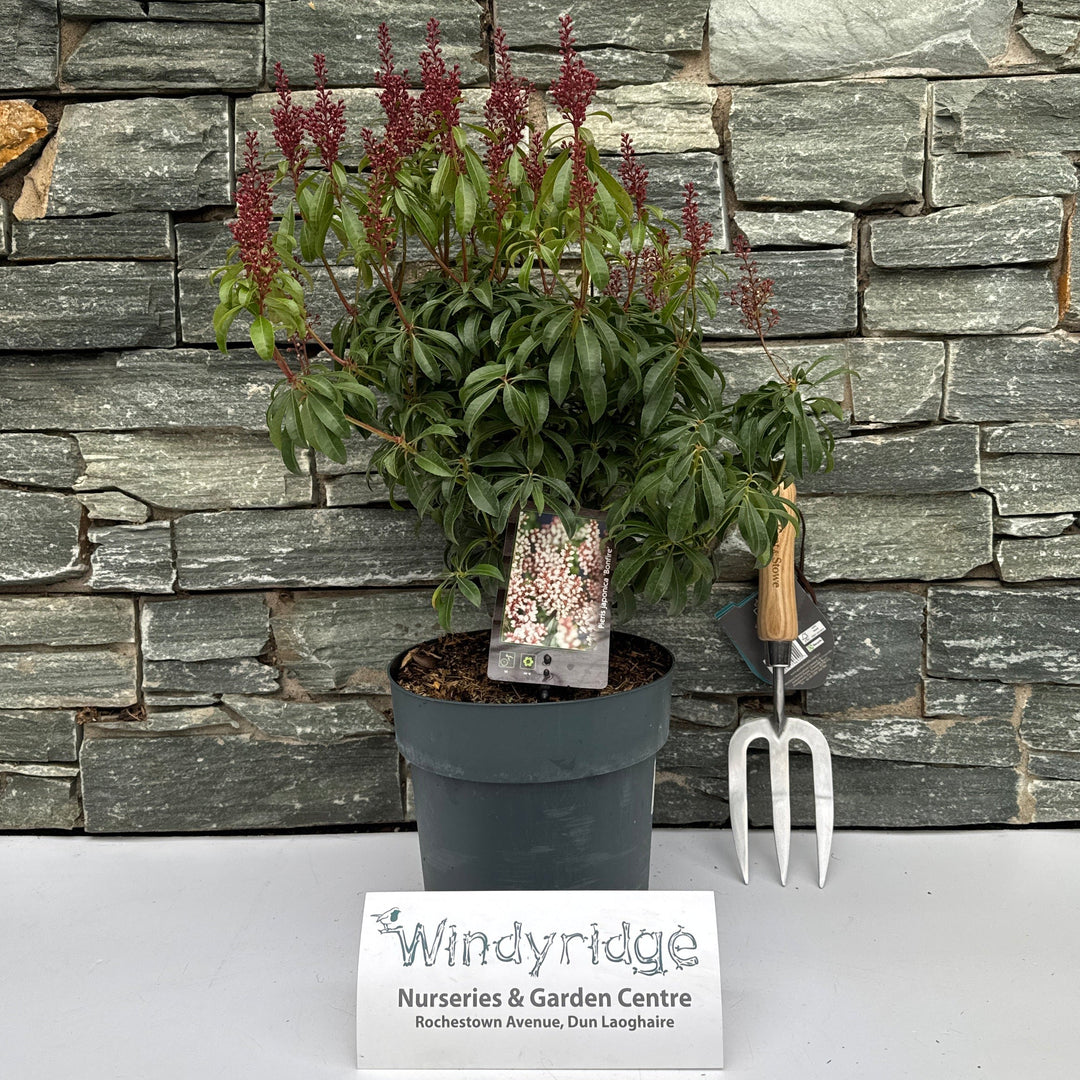 Pieris Jap. Bonfire - Shrubs - Windyridge Garden Centre