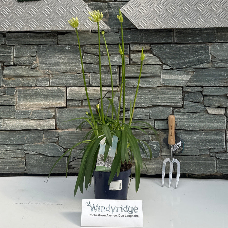 Agapanthus 'Amourette White' 40-60 Cm. - Herbaceous - Windyridge Garden Centre