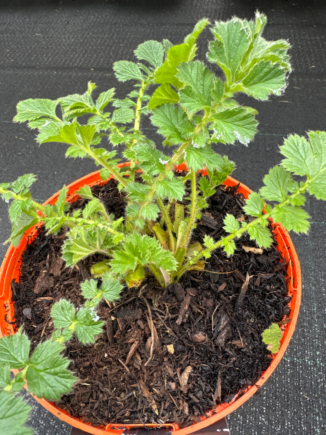 Geum Mrs. Bradshaw