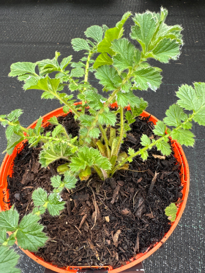 Geum Mrs. Bradshaw