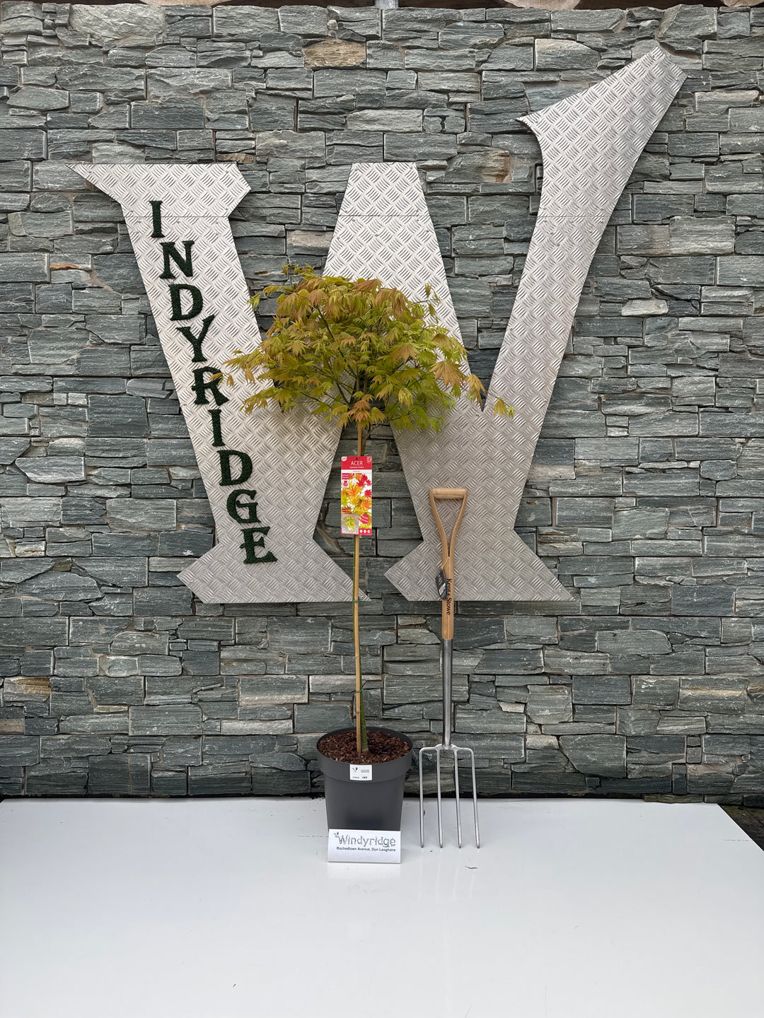 Acer Shir. Moonrise - Trees - Windyridge Garden Centre