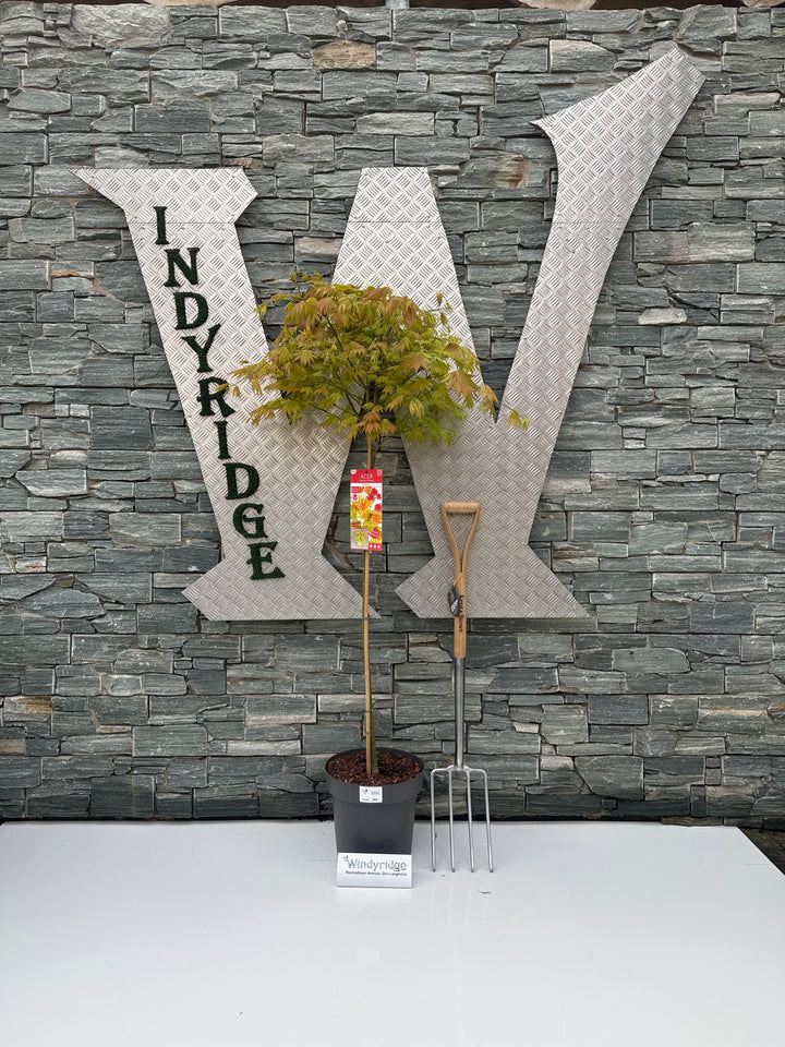 Acer Shir. Moonrise - Trees - Windyridge Garden Centre