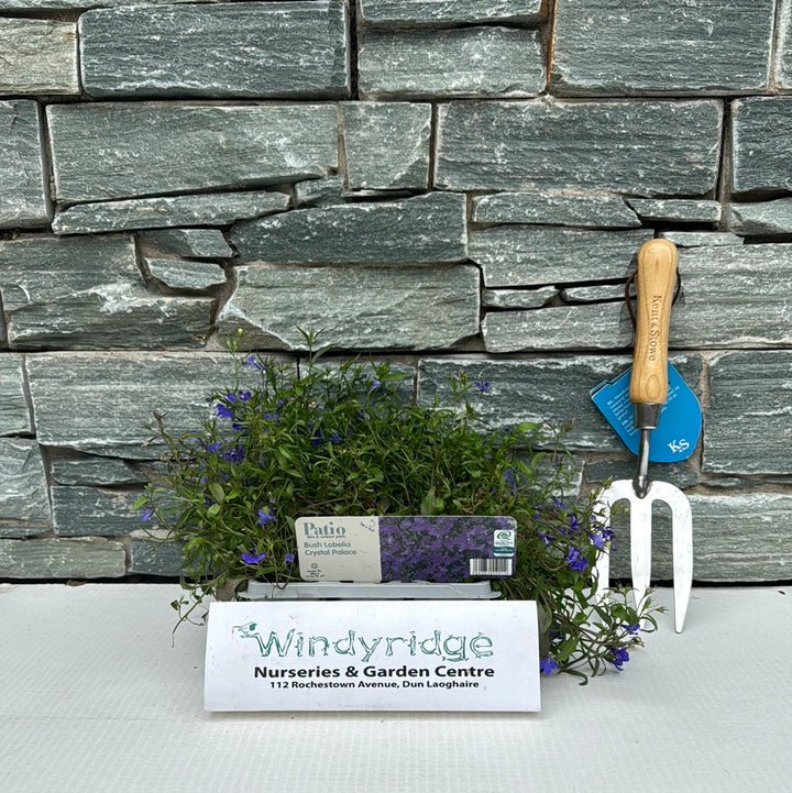 Bush Lobelia Blue in Pack