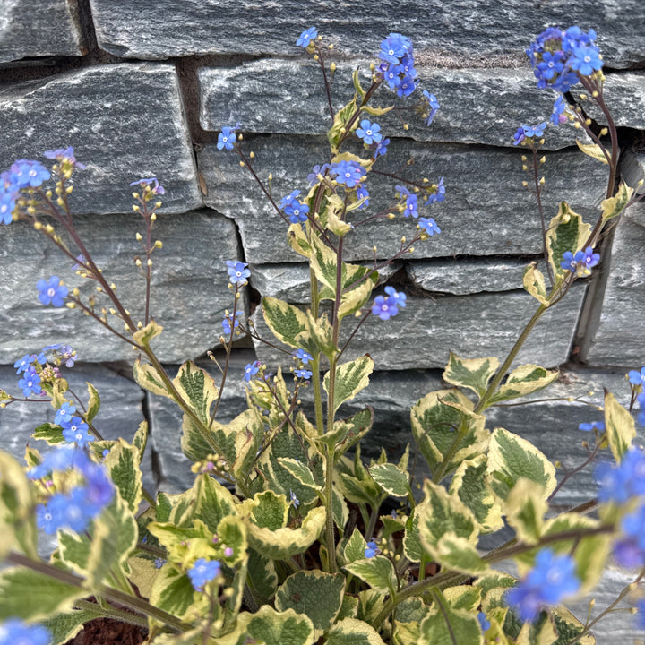 BRUNNERA mac. Dawsons White