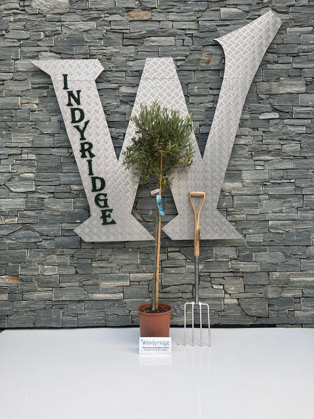 Olea europaea P27 90/STD-35-40-HEAD