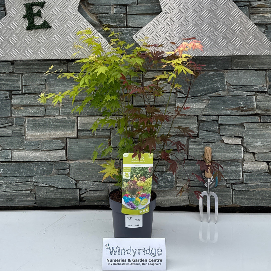 Acer palm. Festival