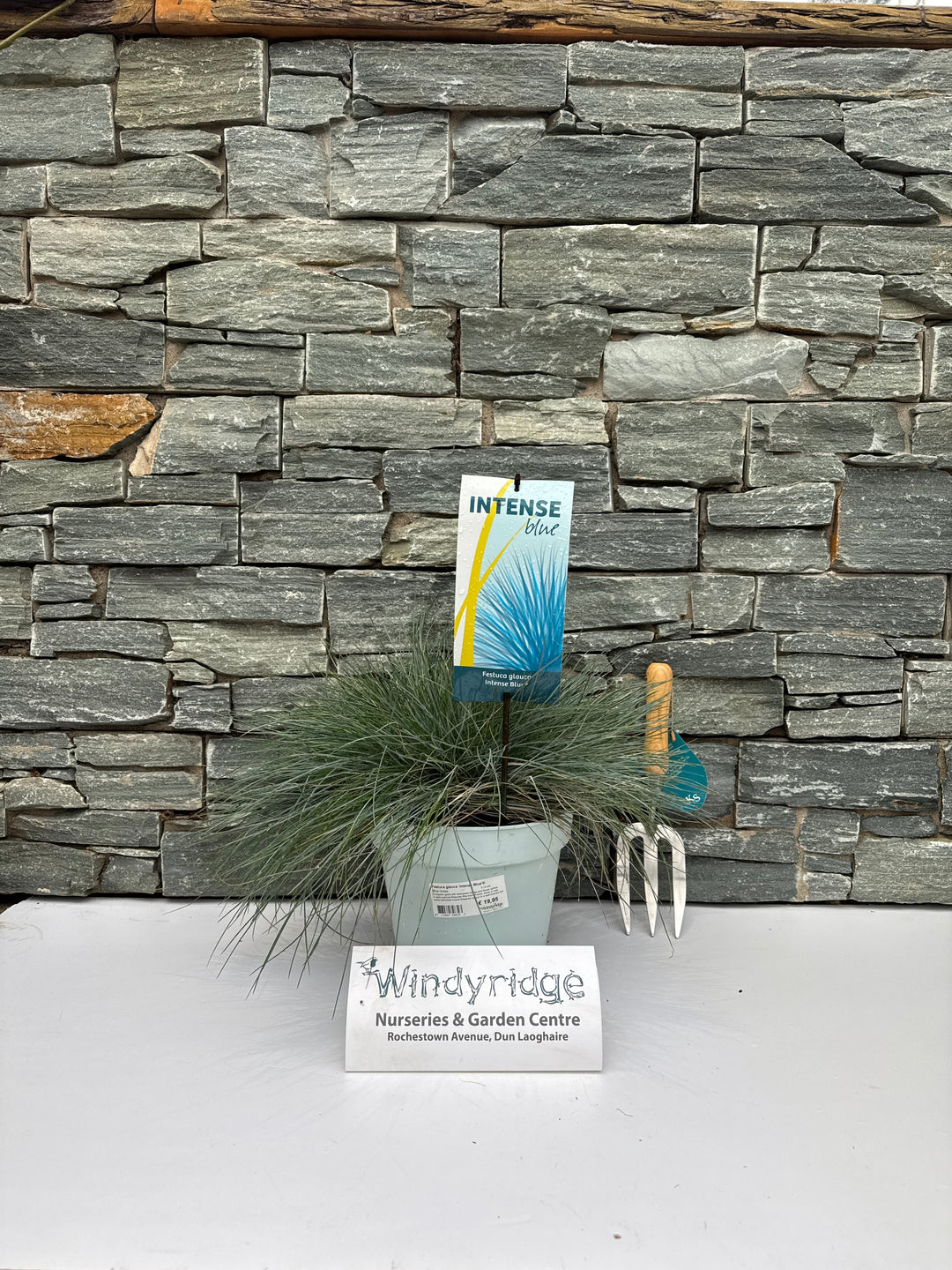 Festuca Glauca 'Intense Blue'Â® 5 Ltr Pot - Shrubs - Windyridge Garden Centre