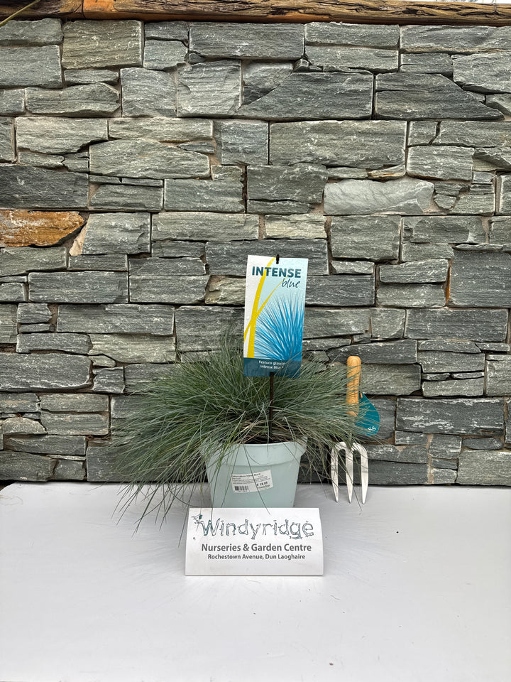 Festuca Glauca 'Intense Blue'Â® 5 Ltr Pot - Shrubs - Windyridge Garden Centre