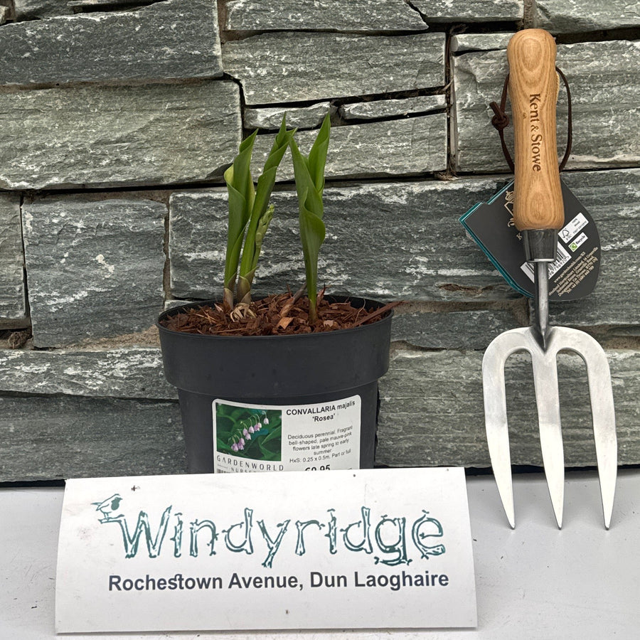 Convallaria Majalis 'Rosea' - Herbaceous - Windyridge Garden Centre