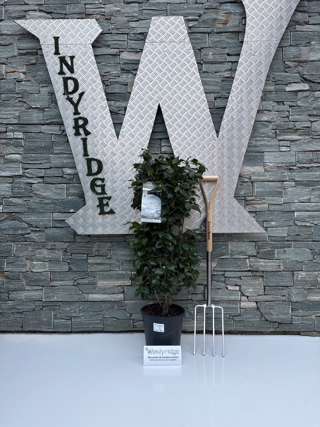 Camellia jap. Centifolia Alba