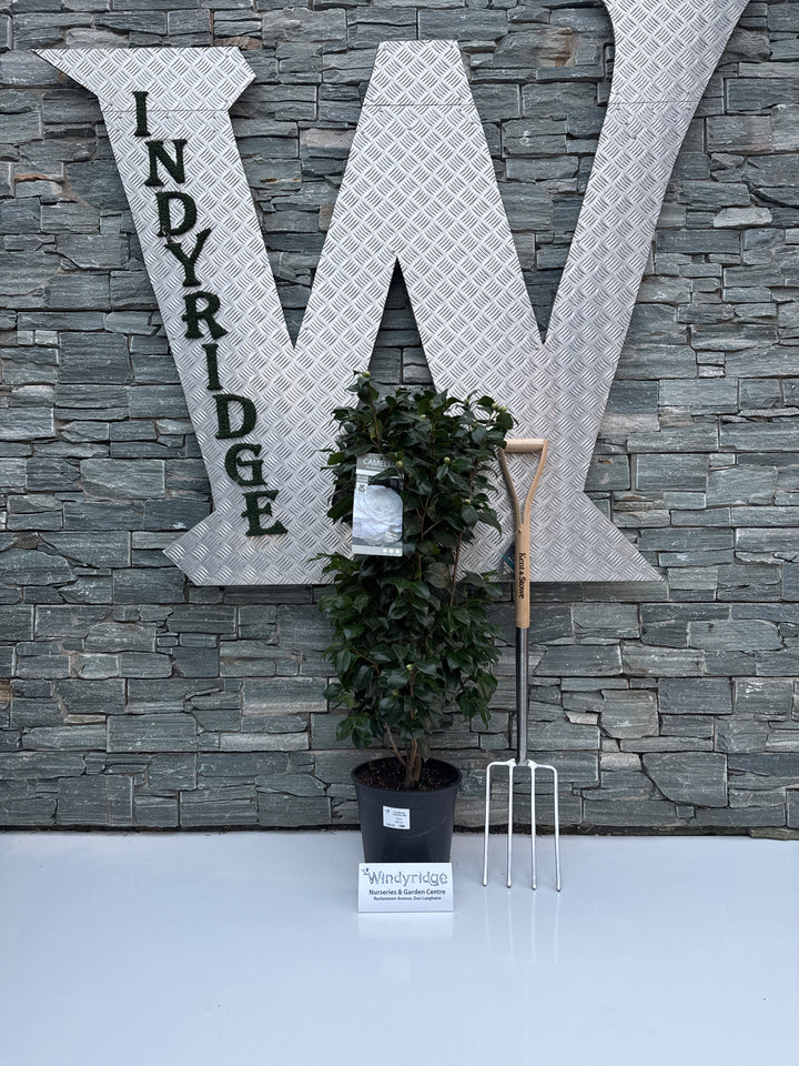 Camellia jap. Centifolia Alba