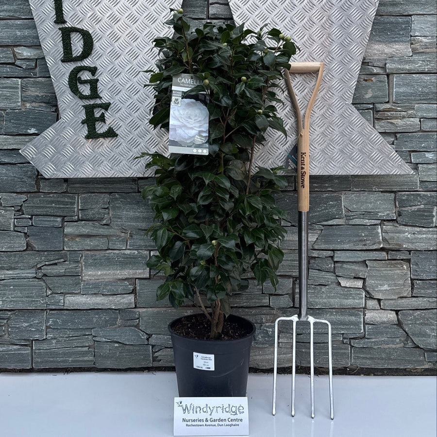 Camellia Jap. Centifolia Alba - Shrubs - Windyridge Garden Centre