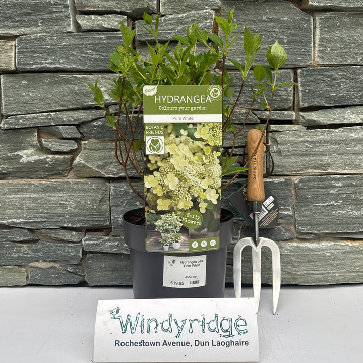 Hydrangea pan. Prim White