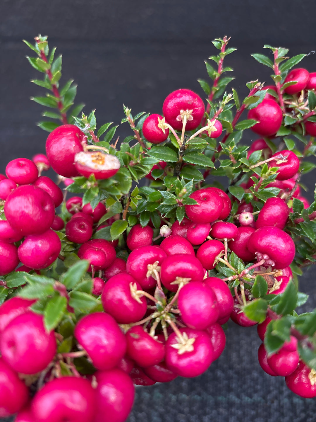 Gaultheria mucronata