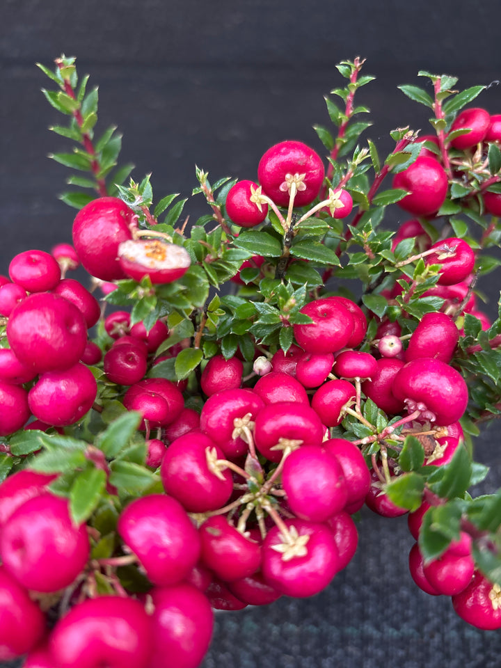 Gaultheria mucronata