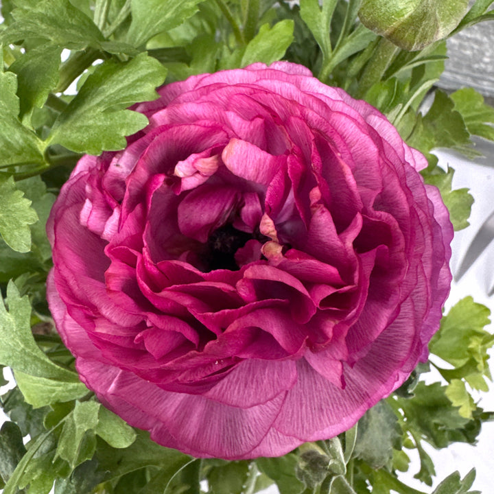 Ranunculus Vortex Purple - Herbaceous - Windyridge Garden Centre