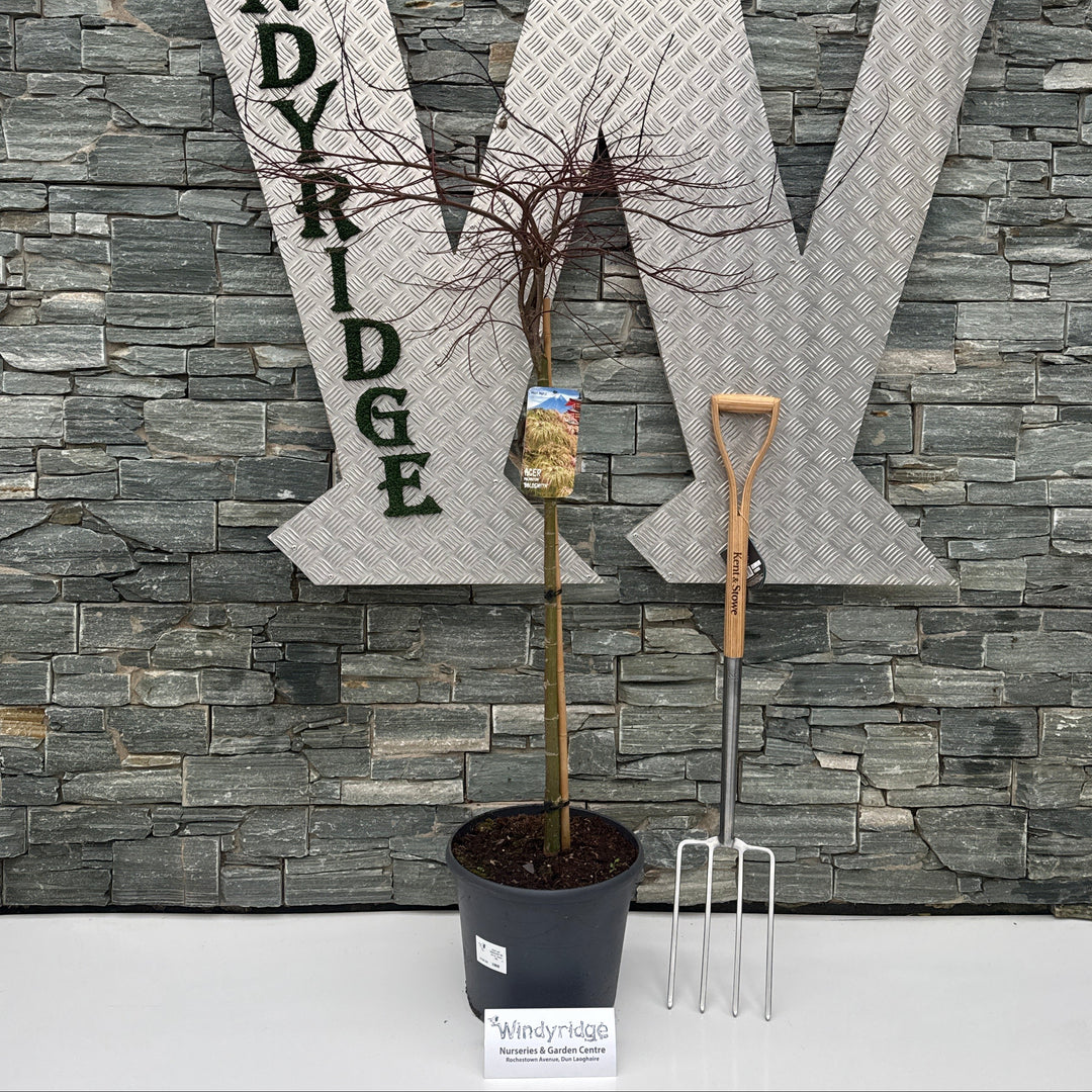 Acer Pal. Baldsmith 90 Cm St. Deco 18L. - Trees - Windyridge Garden Centre