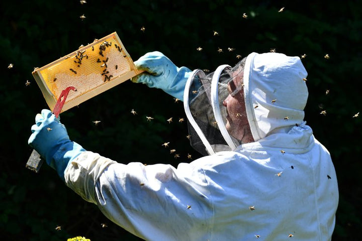 OpenHive x Windyridge Beekeeping Experience - 25th May 2024
