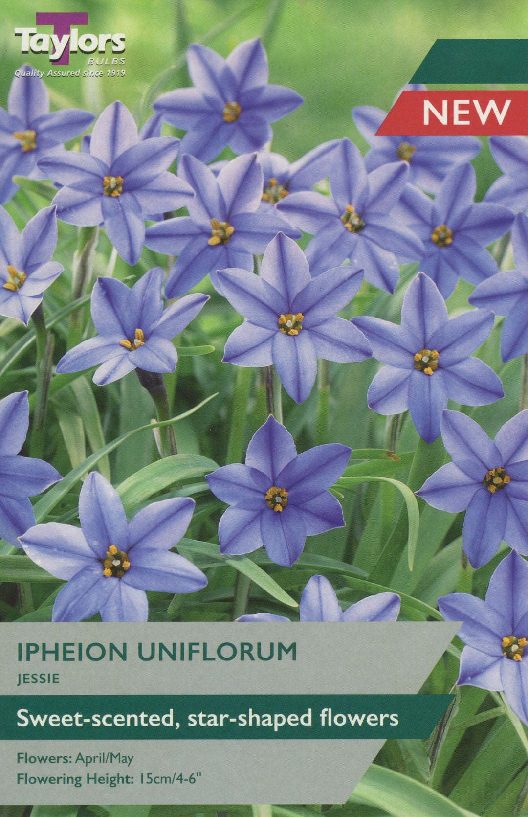 15 IPHEION UNIFLORUM JESSIE