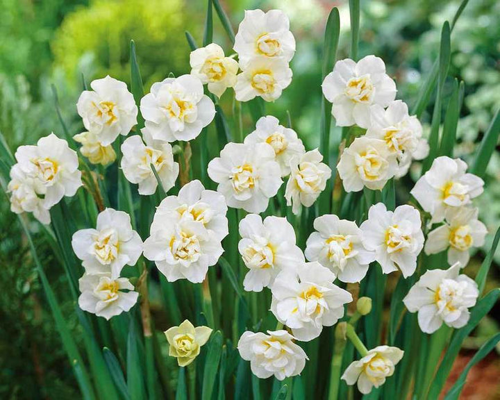 NARCISSUS CHEERFULNESS WHITE 6