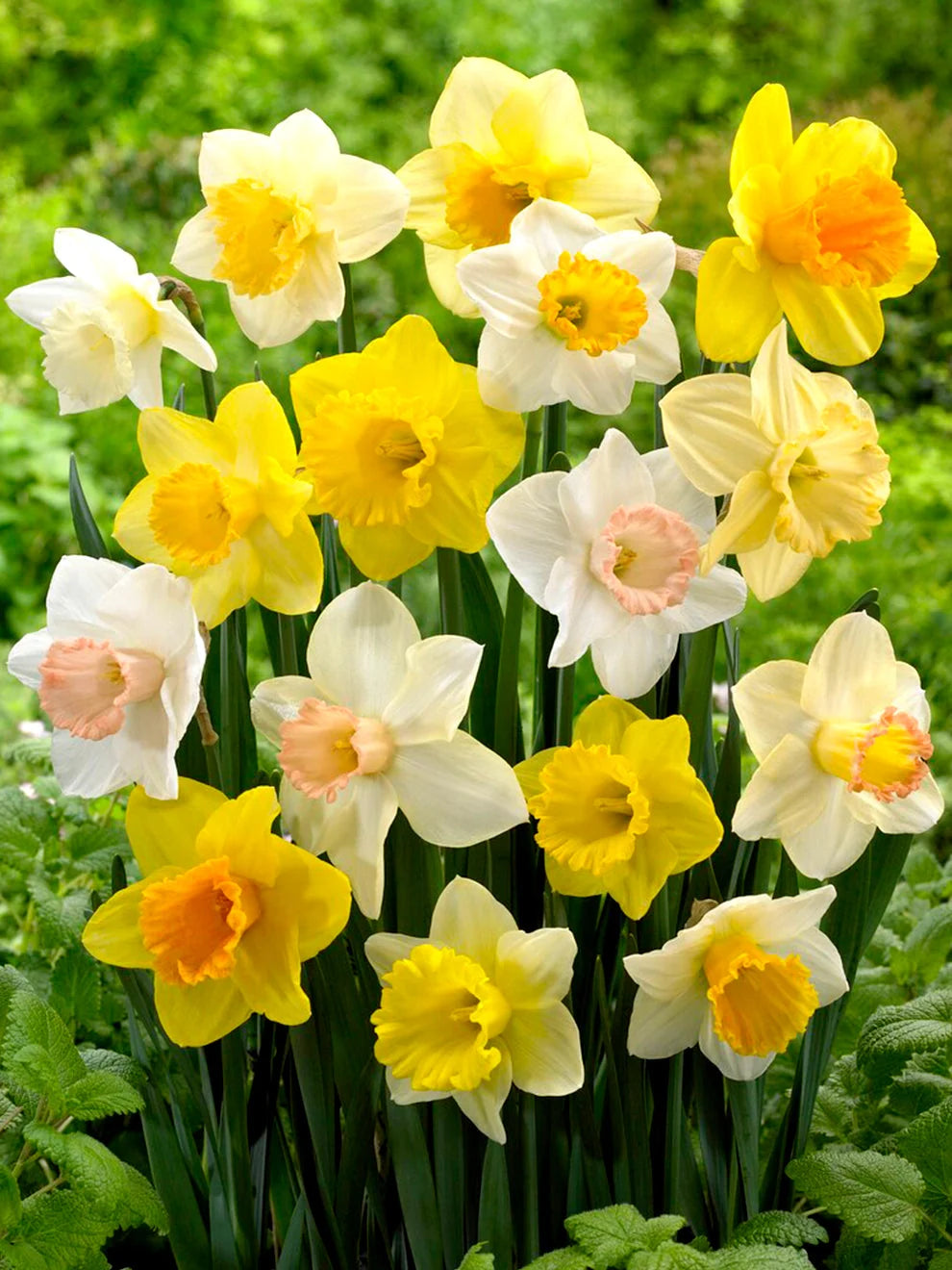 Daffodils Mixed Colors 2kg net