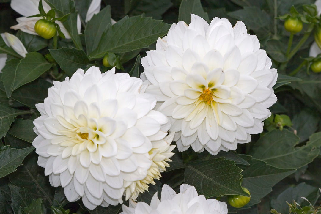 DAHLIA Aspen
