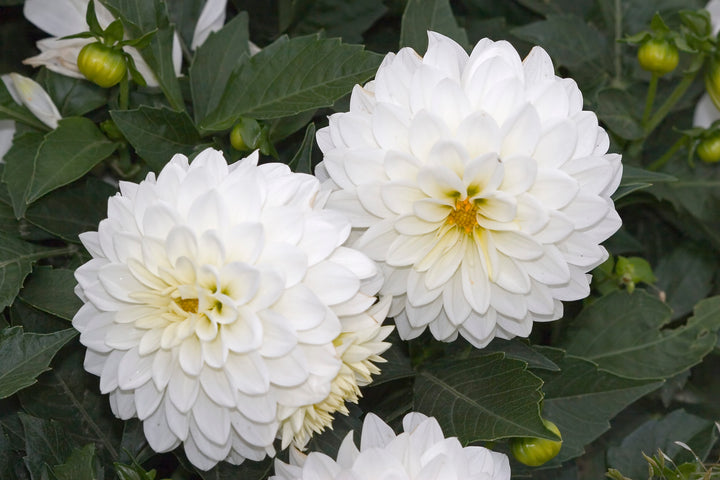 DAHLIA Aspen