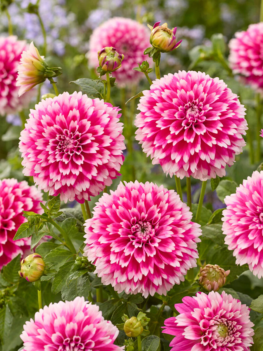 fuzzy wuzzy air plant Buy Dahlia Cactus Spider Fuzzy Wuzzy 2 Online