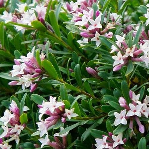 Daphne Transatl. Eternal Fragrance - Shrubs - Windyridge Garden Centre