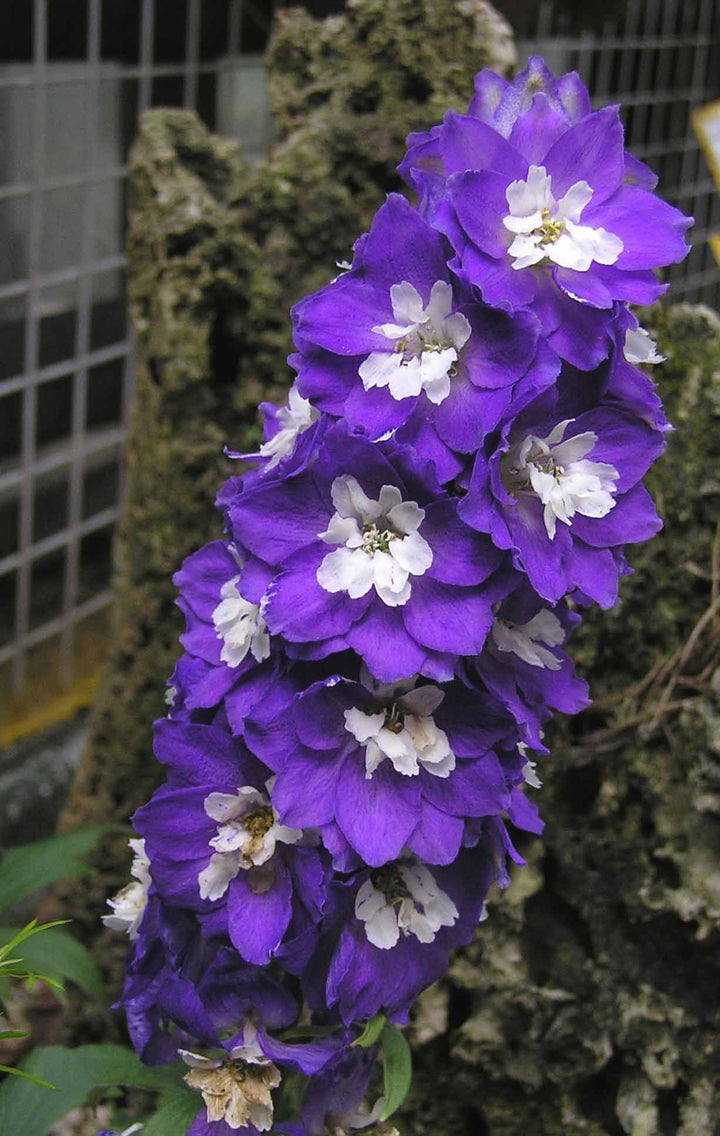 DELPHINIUM Magic Fountain Dark Blue White Bee
