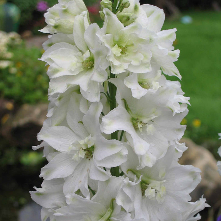 DELPHINIUM Snow White