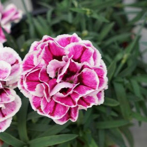 Dianthus  Capitan Sir Henry