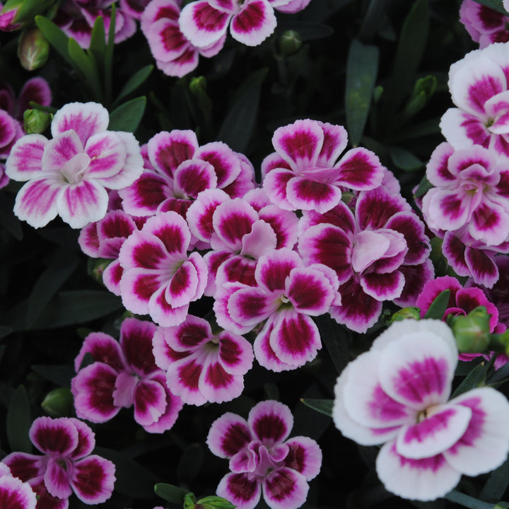 Dianthus Pink Kisses XXL P19