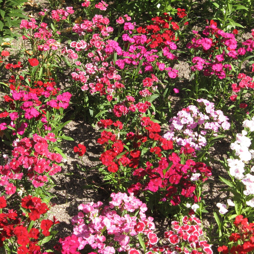 Dianthus barbatus mix