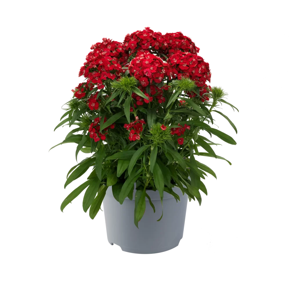Dianthus x b. Dart Scarlet Impr.