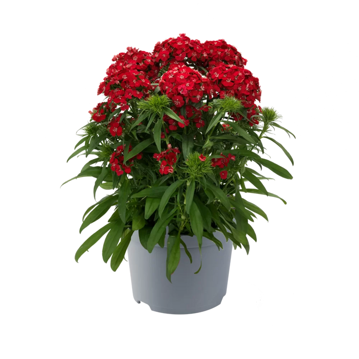 Dianthus x b. Dart Scarlet Impr.
