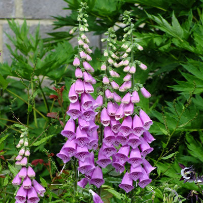DIGITALIS purp. Excelsior Hybrids