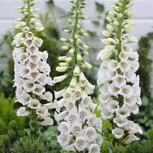 DIGITALIS purp.f. albiflora