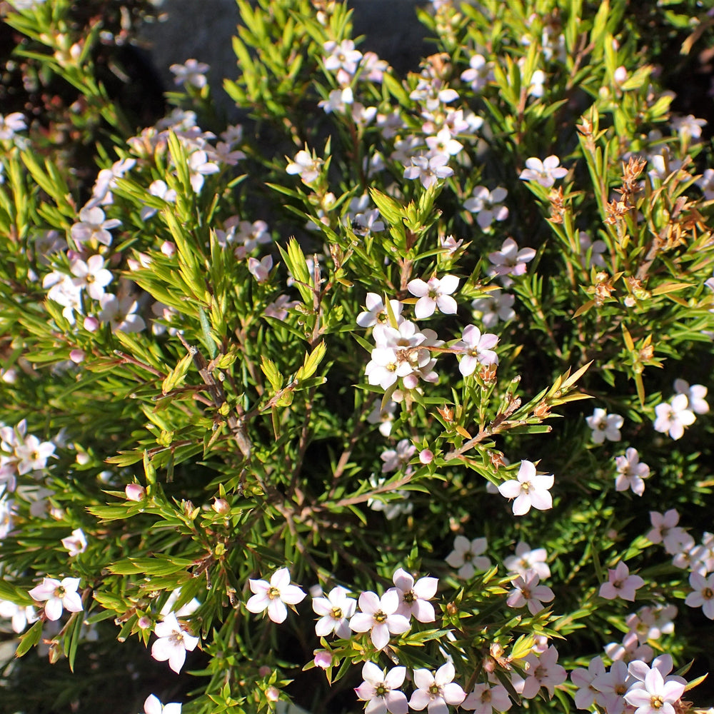 Diosma Pink Fountain- Shrubs - Windy Ridge Garden Centre