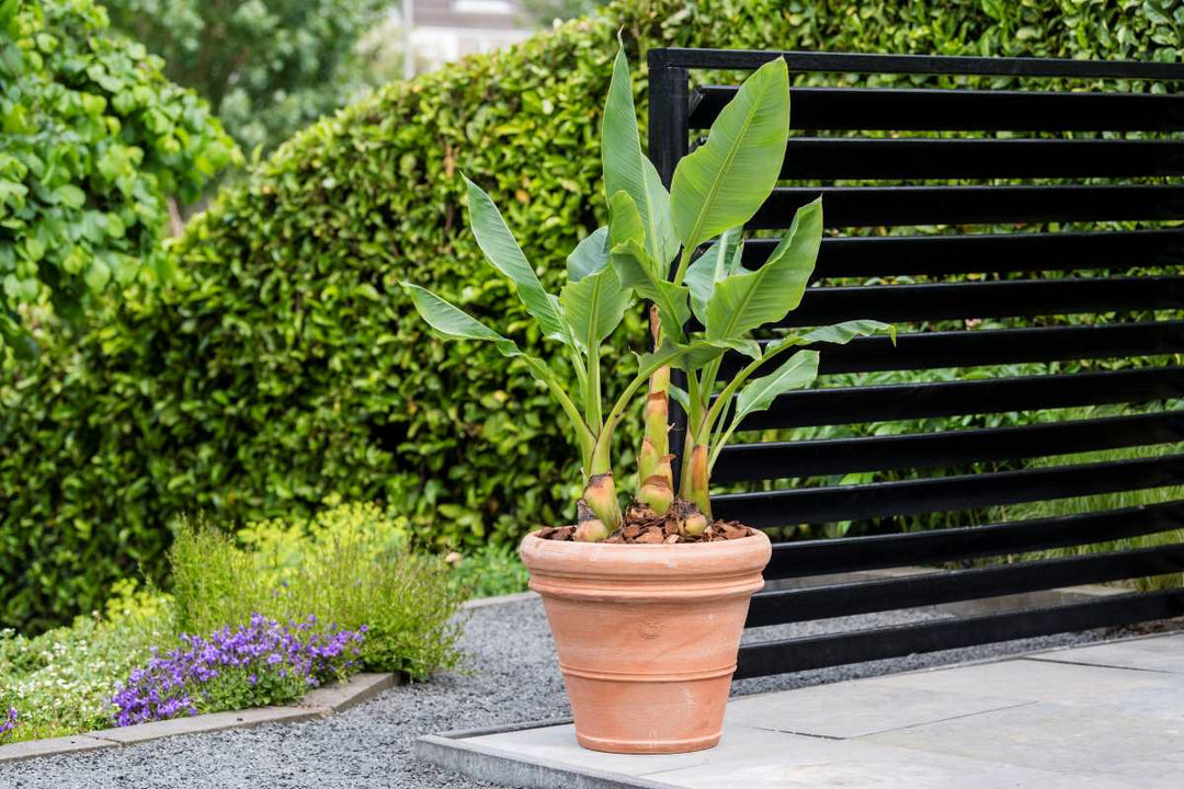 Artisinal Double Border Terracotta Ø70cm H58cm (Vaso Doppio Bordo Liscio )