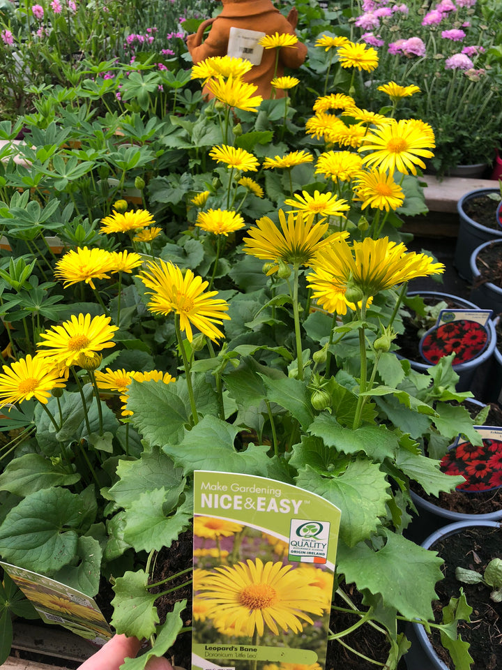 Doronicum or. Little Leo