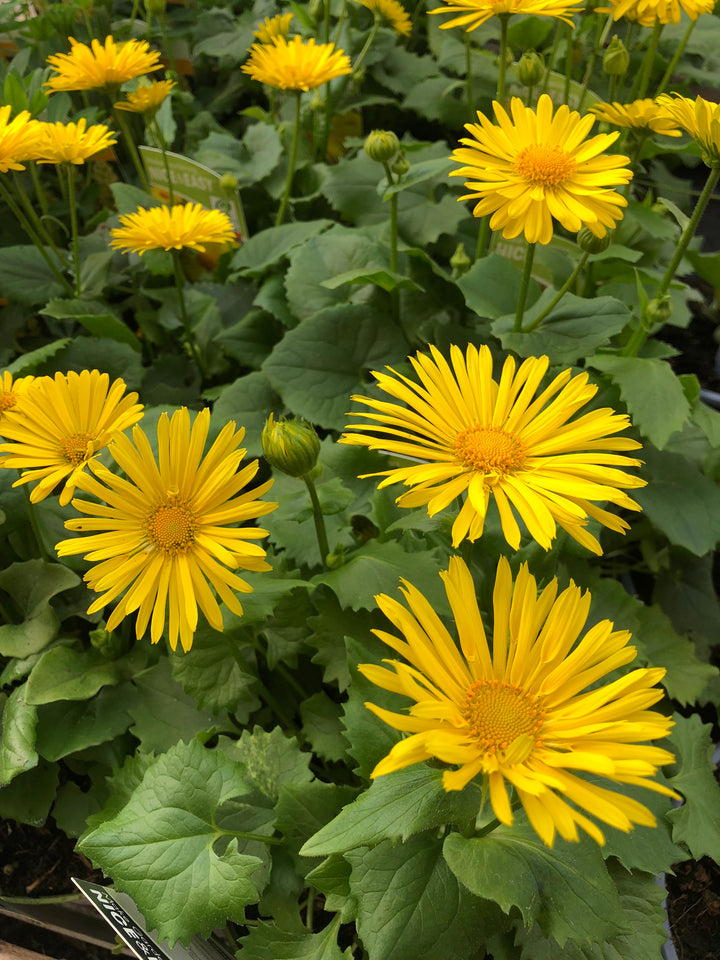 Doronicum or. Little Leo