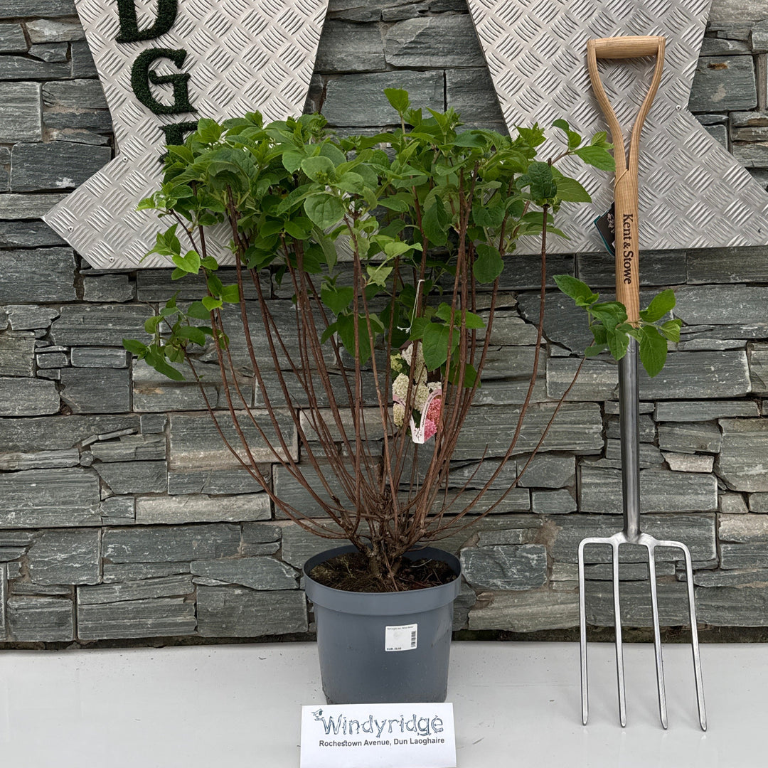Hydrangea pan. Silver Dollar