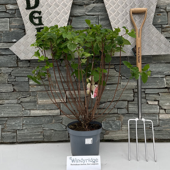 Hydrangea pan. Silver Dollar