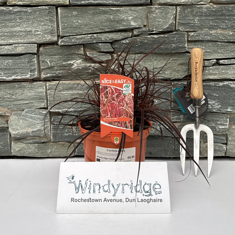 Uncinia Rubra - Herbaceous - Windyridge Garden Centre