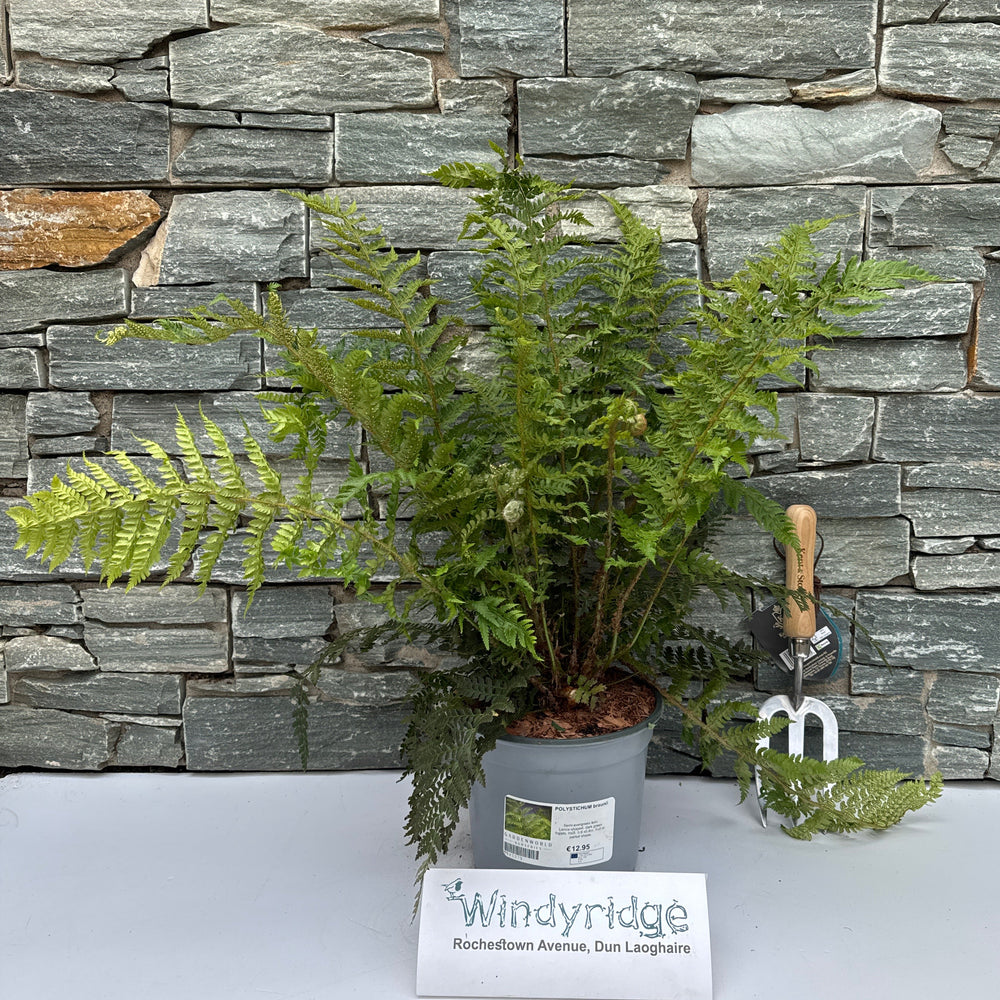 POLYSTICHUM braunii - Herbaceous - Windyridge Garden Centre