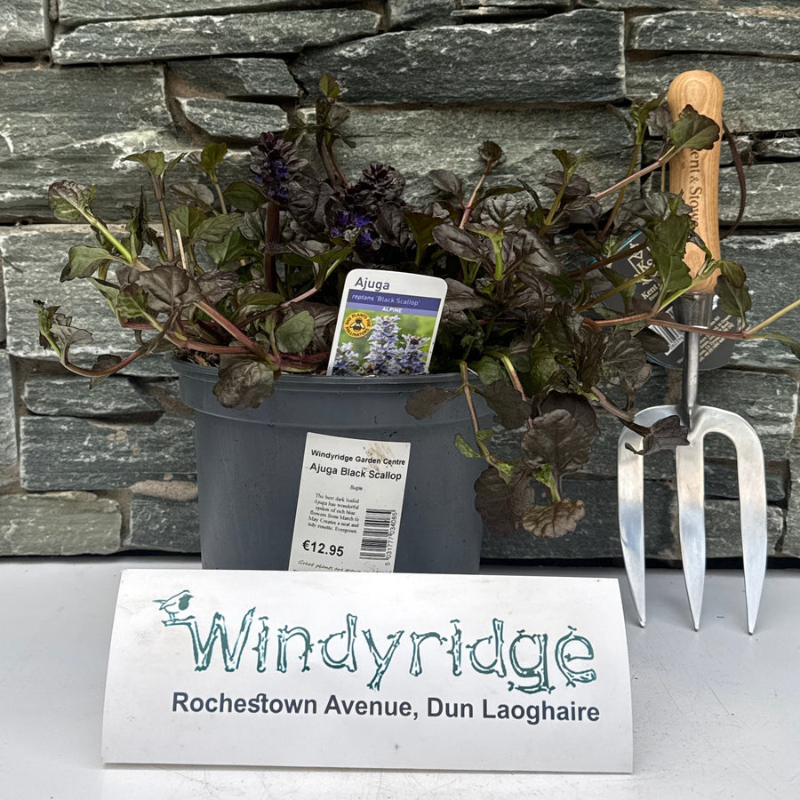 Ajuga Black Scallop - Herbaceous - Windyridge Garden Centre
